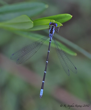 Chromagrion conditum, male